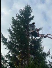 wycinka drzew przemyśl wycinka drzew przemyśl