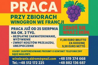 Winobranie Francja Winobranie Francja