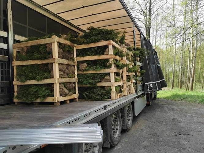Tuje szmaragd detal/hurt cała Polska - zdjęcie 3