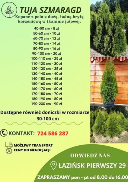 Tuje szmaragd detal/hurt cała Polska - zdjęcie 6