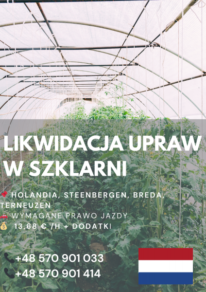 Likwidacja uprawy w szklarni- praca w Holandii od zaraz - zdjęcie 1