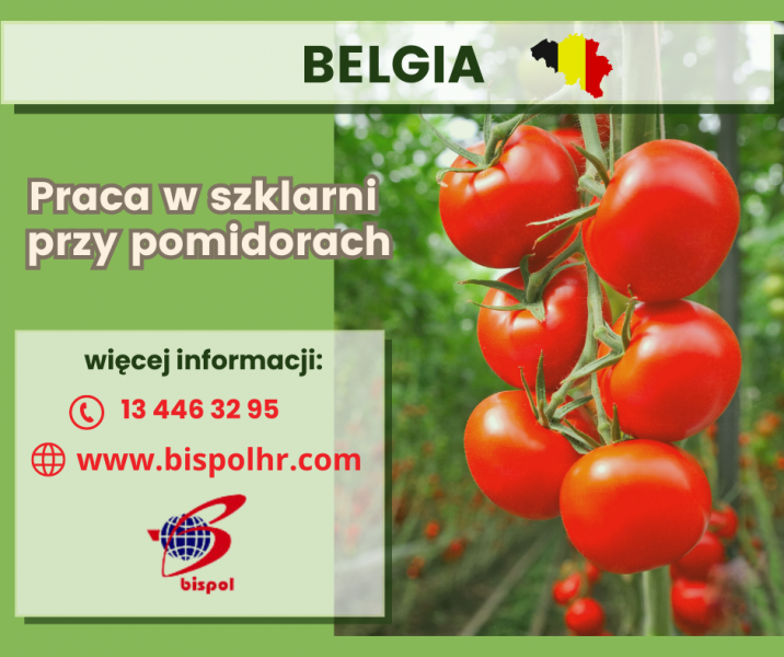 Praca w szklarni przy pomidorach Belgia - zdjęcie 1