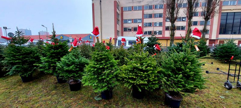 Świerk , jodła kaukaska cięta iw doniczce  na święta Bożego Narodzenia - zdjęcie 5