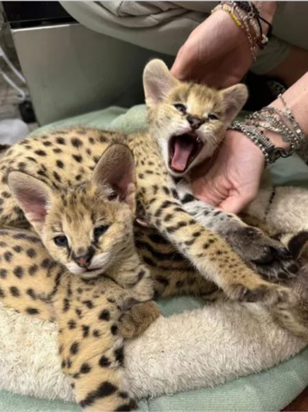 Miot kociąt Savannah Serval i Caracal - zdjęcie 1