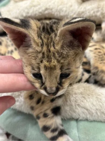 Miot kociąt Savannah Serval i Caracal - zdjęcie 2