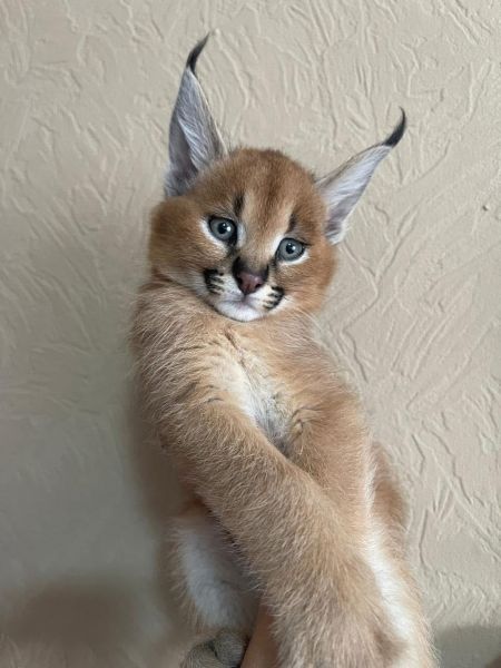 Miot kociąt Savannah Serval i Caracal - zdjęcie 3
