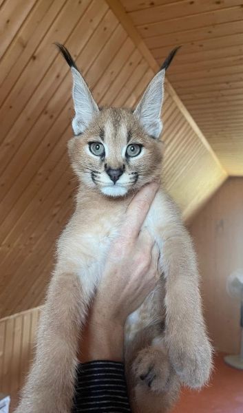 Miot kociąt Savannah Serval i Caracal - zdjęcie 4