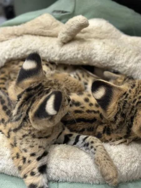 Miot kociąt Savannah Serval i Caracal - zdjęcie 5