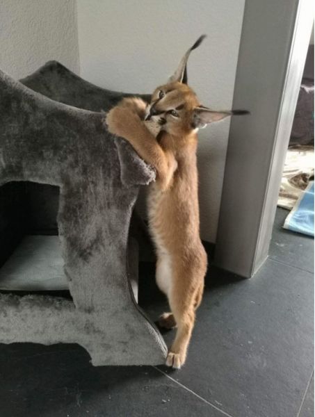 Miot kociąt Savannah Serval i Caracal - zdjęcie 6