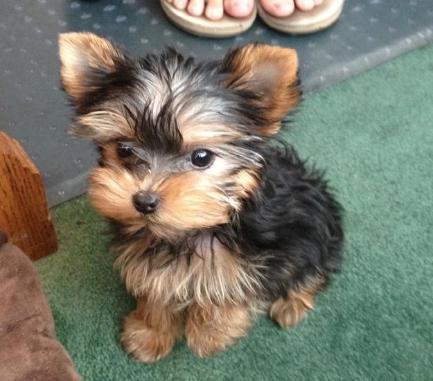 Szczenięta yorkshire terrier do adopcji. - zdjęcie 1