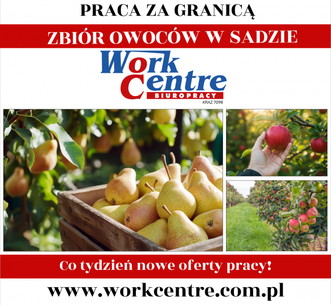Zbiory owoców w sadzie Oferta pracy w Holandii - zdjęcie 1