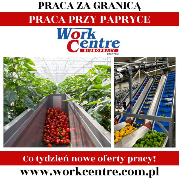 Ścinanie i sortowanie papryki Oferta pracy w Holandii - zdjęcie 1