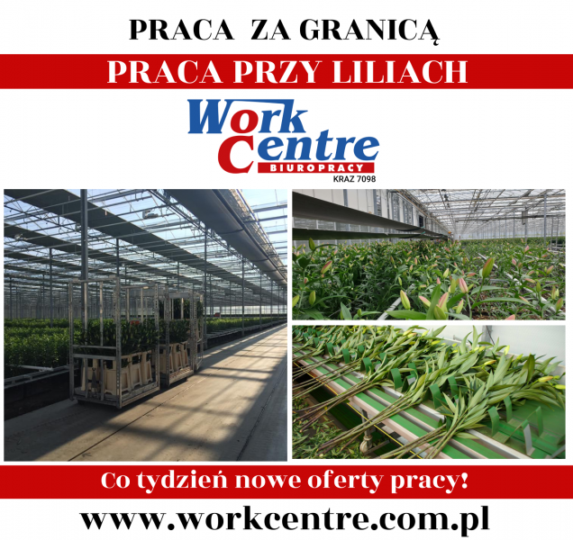 Ścinanie i pakowanie lilii Oferta pracy w Holandii - zdjęcie 1