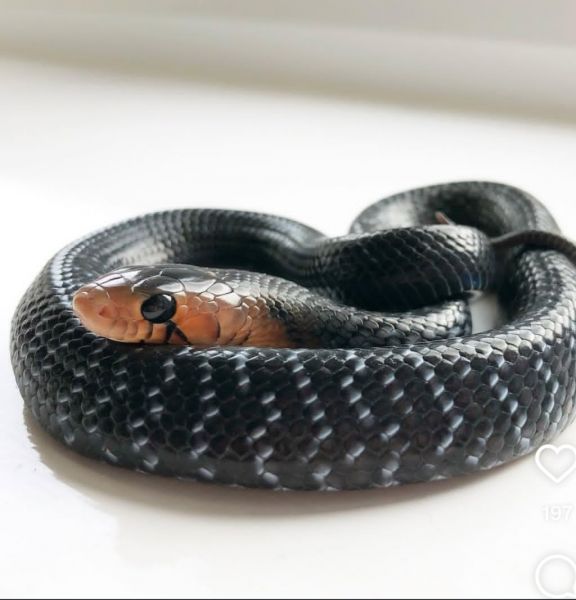 Drymarchon couperi for sale - zdjęcie 2
