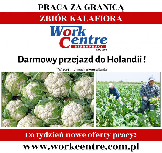 Ścinka kalafiora Oferta pracy w Holandii - zdjęcie 1
